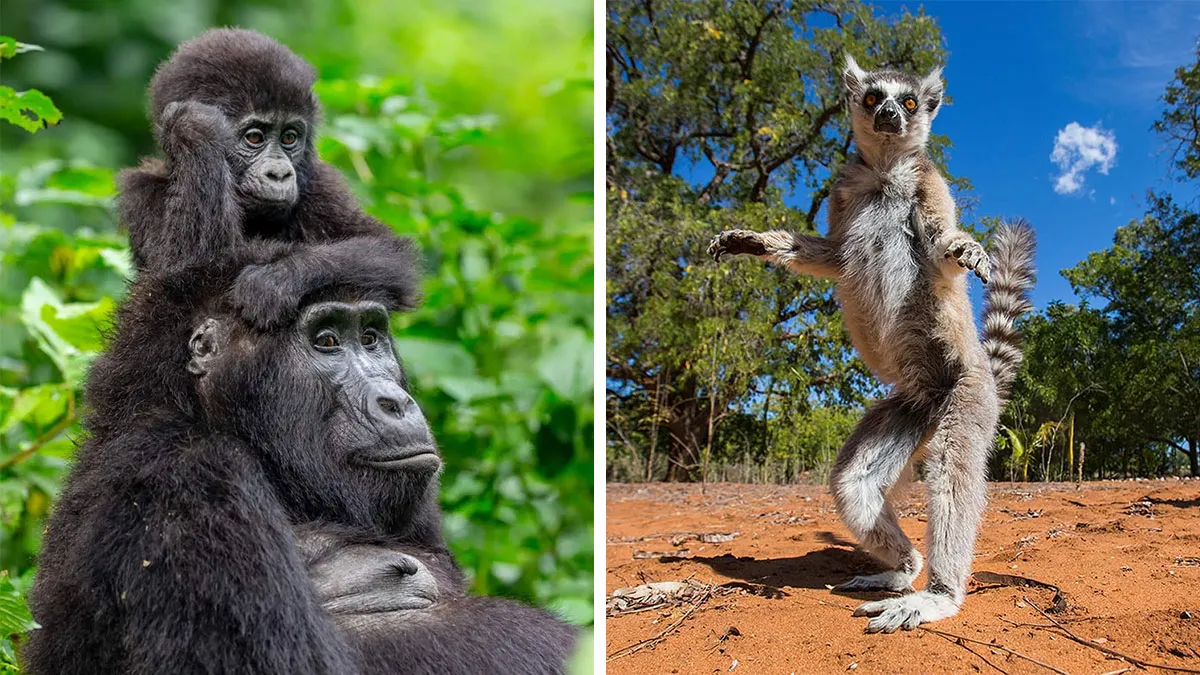 50 Times This Wildlife Photographer Captured Nature In All Its Untamed Glory