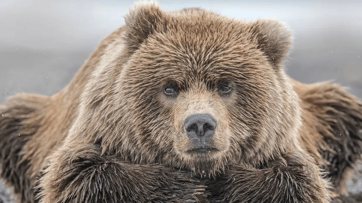 These Jaw-Dropping Wildlife Photos Prove Nature Is The Ultimate Artist (25 Pics)