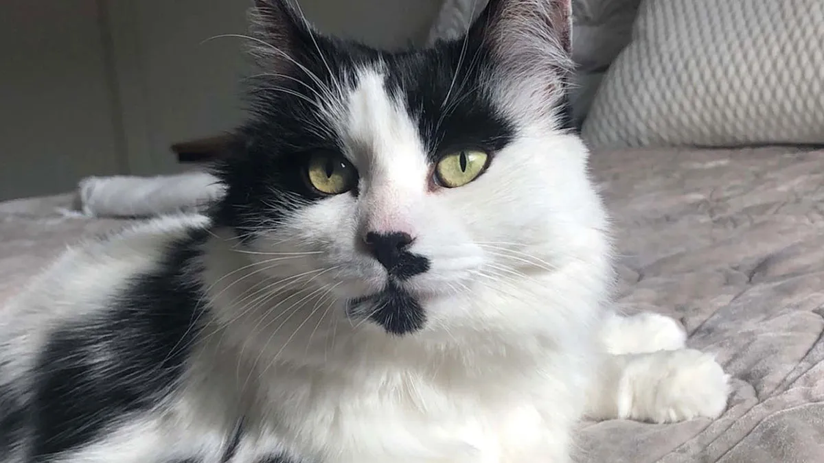 Woman Leaves Beloved Cat With Close Friend, Learns Trust Was A Mistake After Legal Nightmare