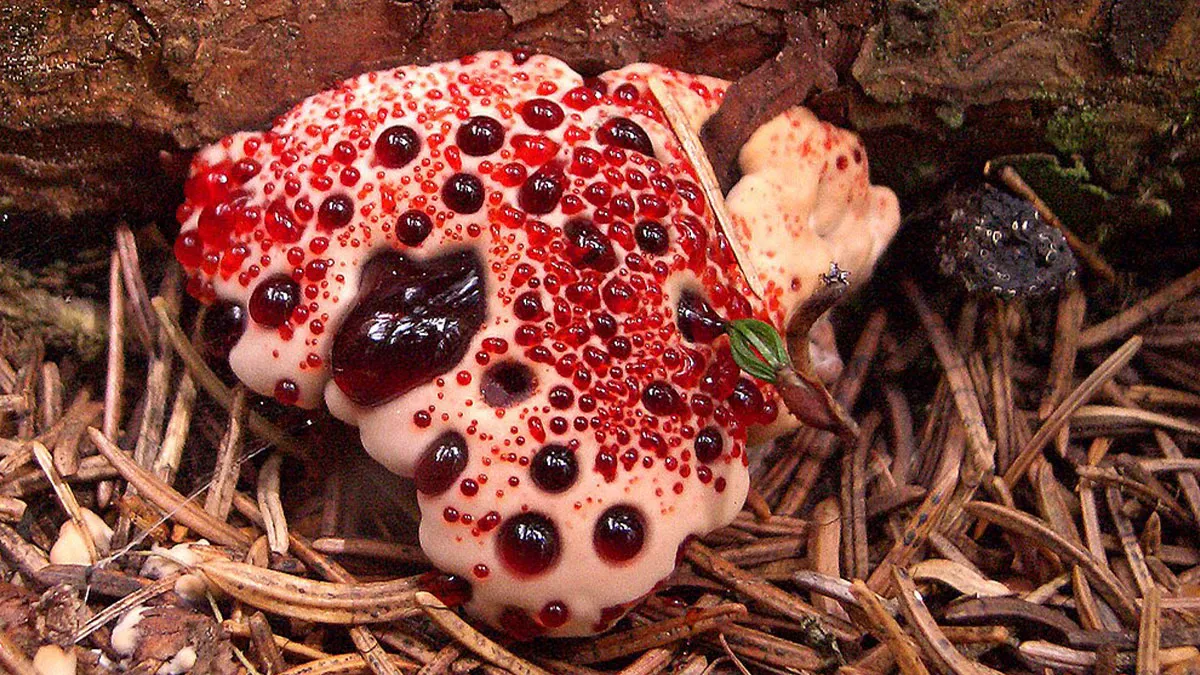 15 Of The World's Most Fascinating Fungi You Might Never Heard Of