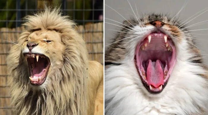 Be attacked by a lion or 100 totally hysterical cats?