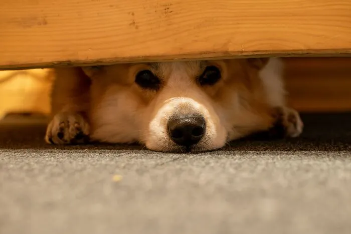 These 40 Sneaky Pets Knew Exactly What They Were Doing, And It’s Equal Parts Genius And Evil
