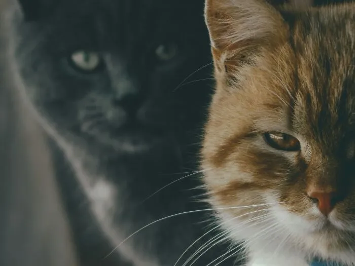 These 40 Sneaky Pets Knew Exactly What They Were Doing, And It’s Equal Parts Genius And Evil