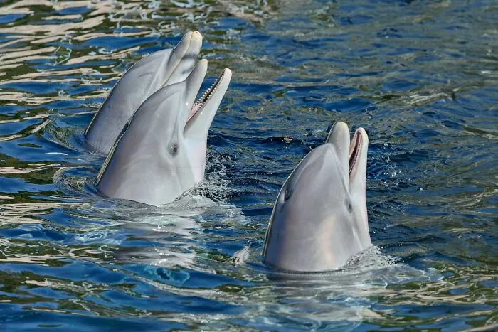 Two dolphins with open mouths emerging from water, illustrating rare phobias related to aquatic animals.