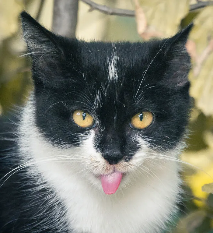50 Of The Funniest Animal Photos Shared By Our Community