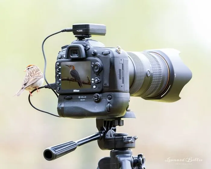 El fotógrafo de aves