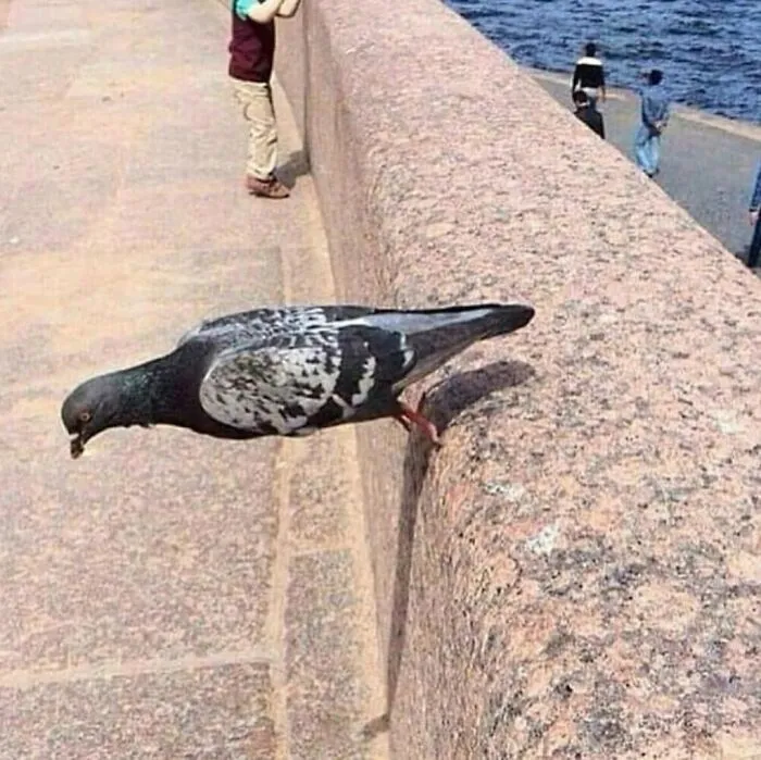 40 Mildly Disturbing Images That Must Be Cursed