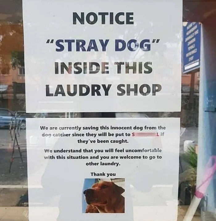 Stray but Welcome