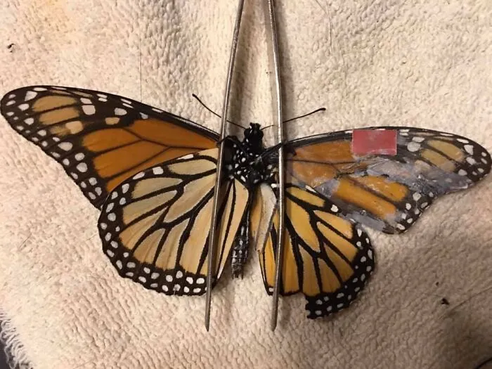 Fix Broken Butterfly Wings
