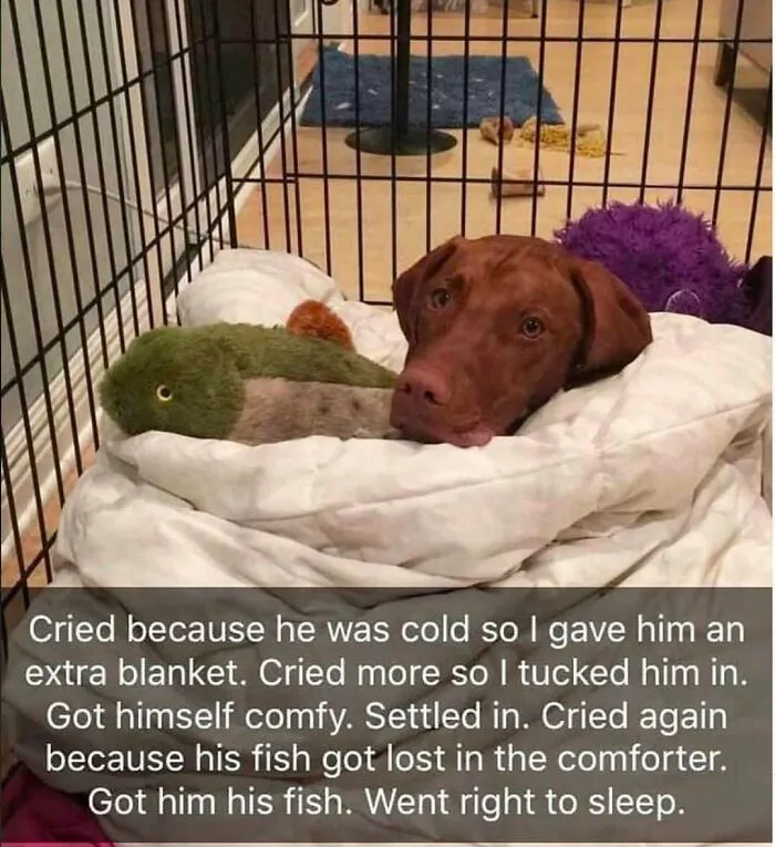 Feeling Low? These 50 Emotional Support Dog Memes Got You