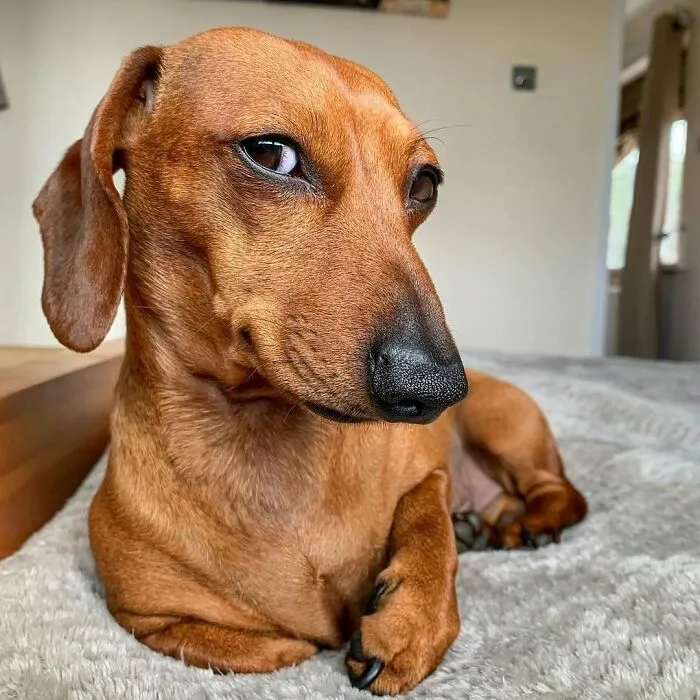 King Of The Side Eye