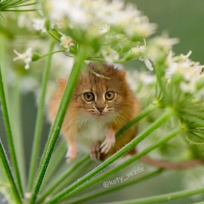 Close-up of a small animal with a cat face blending into green plant stems and white flowers in a natural setting.