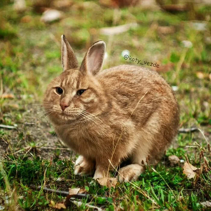 Animal with a cat face and a rabbit body blending hilarious and slightly creepy features in a natural outdoor setting.