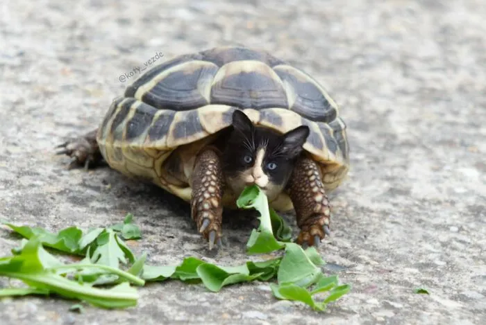 Turtle with a cat face eating leaves on the ground, illustrating a hilarious and slightly creepy cat face transformation.