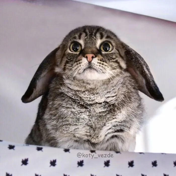 43 New Images Of A World Where Everything Has A Cat's Face By ‘Cat Universe’