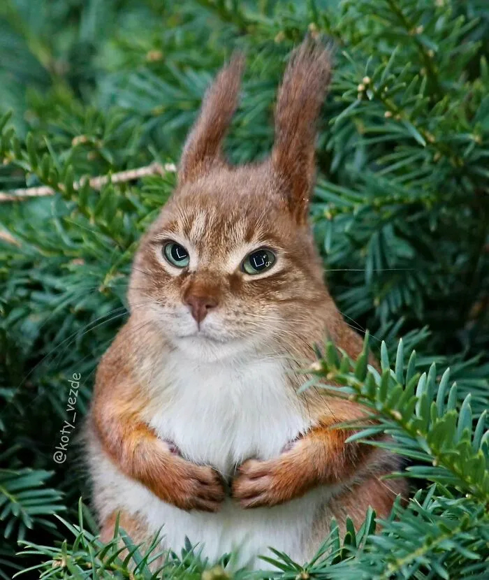 A squirrel with a cat face among green foliage, showcasing hilarious and slightly creepy effects of cat face edits.