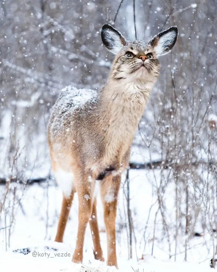 Deer with a cat face standing in snowy forest, showcasing a funny and slightly creepy cat face transformation.