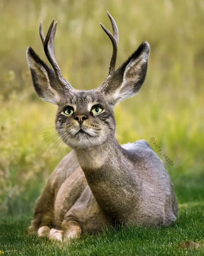 Deer with a digitally altered cat face lying on grass, showcasing a funny and slightly creepy cat face transformation.