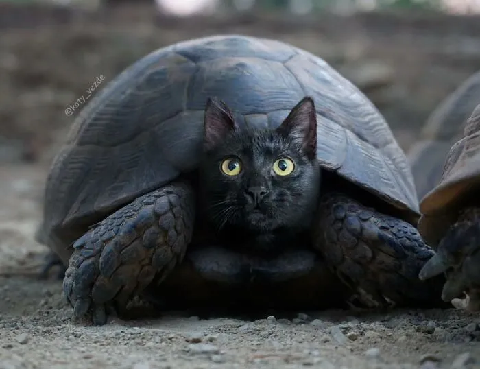 Turtle with a cat face digitally blended, creating a hilarious and slightly creepy cat face animal hybrid.
