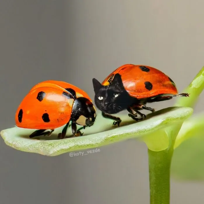 Two ladybugs on a leaf, one with a cat face, illustrating hilarious and creepy pics of everything with a cat face.