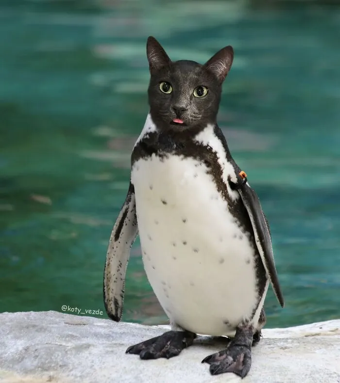 Penguin with a cat face standing by water, showcasing hilarious and creepy effects of adding cat faces to animals.