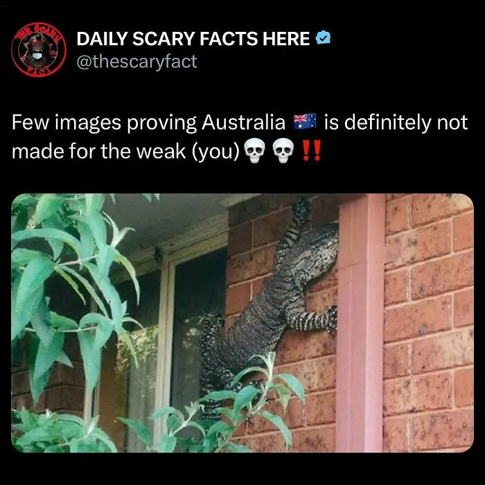 Large lizard climbing a brick wall outside a window, illustrating scary facts about dangerous wildlife in Australia.