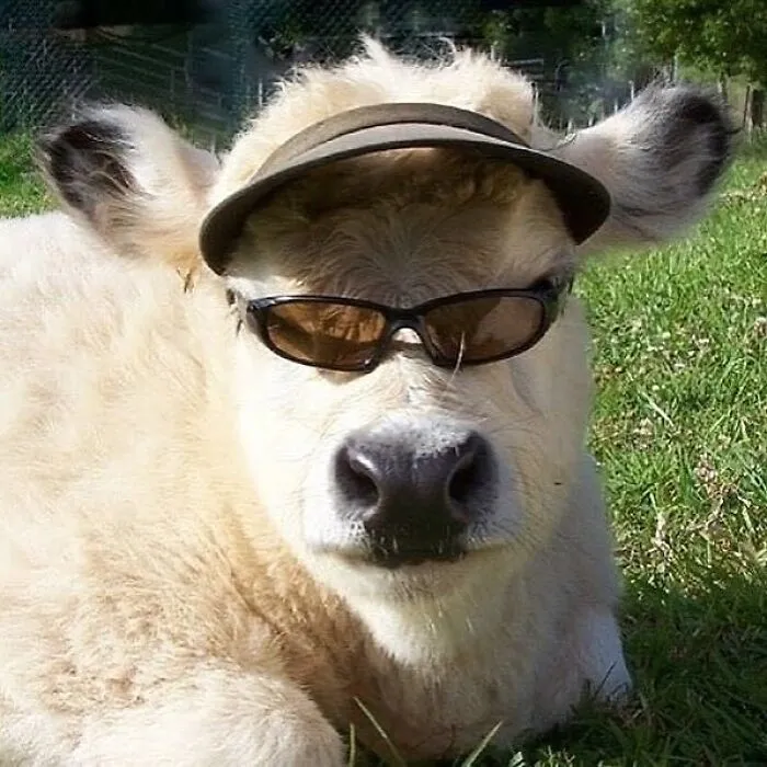 Random-Funny-Pics-Solstices