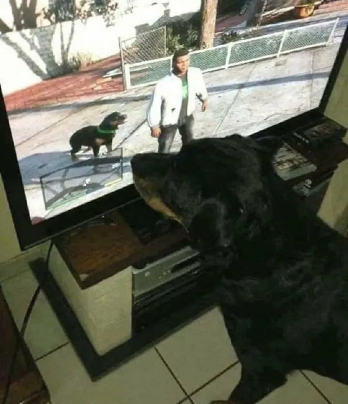 A dog watching a video game dog character on TV in a funny and nerdy meme scene.