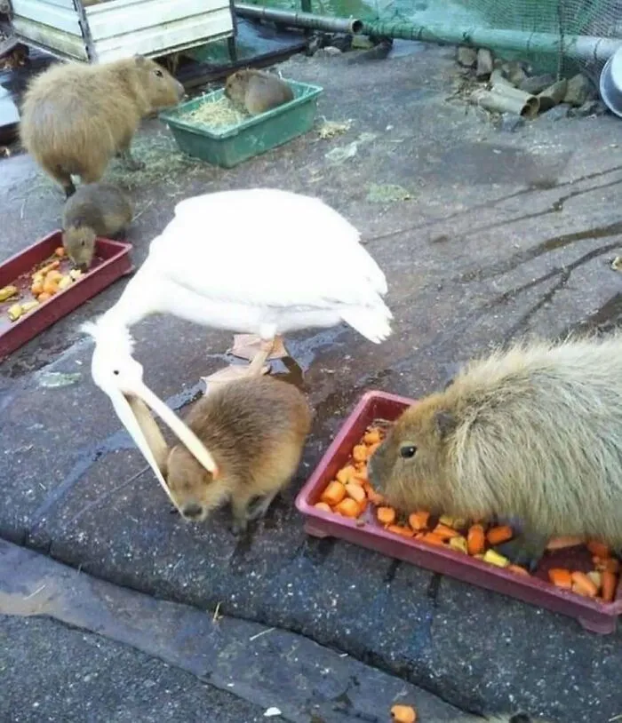 A white pelican interacting with capybaras eating from trays in an unusual and captivating scene.