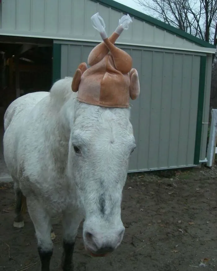 White horse wearing a fake roasted turkey hat standing outside a barn, creating a bizarre and amusing scene.