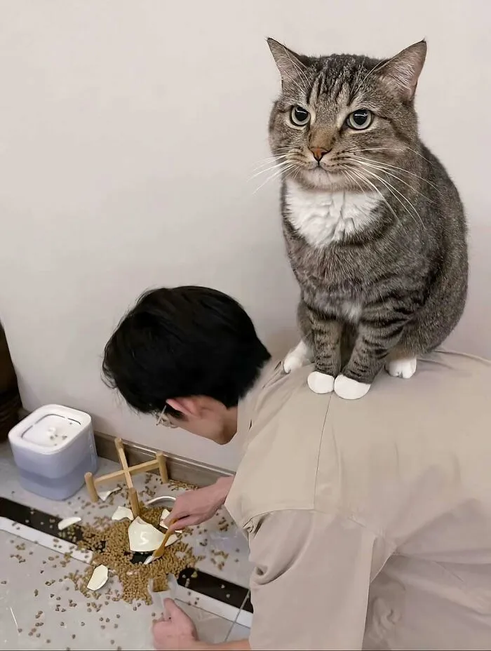 This Collection Of 50 Sweet Cat Pics Will Have Even Dog Lovers Saying Awww