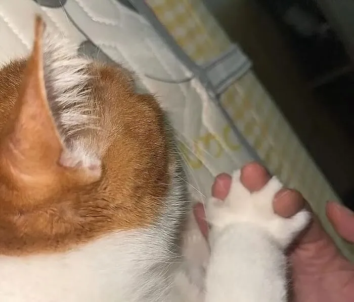 38 Fotos de gatos adorables para animarte si llevas un mal día