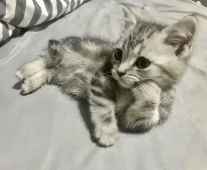 38 Fotos de gatos adorables para animarte si llevas un mal día