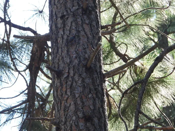 Find The Birdie!!!  (A Photo With Bad Lighting; Into The Sun, A Reject Photo)