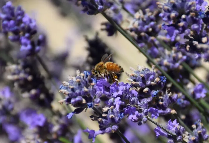 Lavender