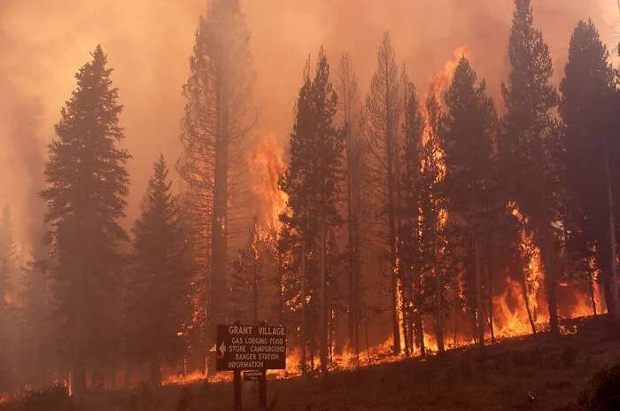 The 1988 Yellowstone Fires