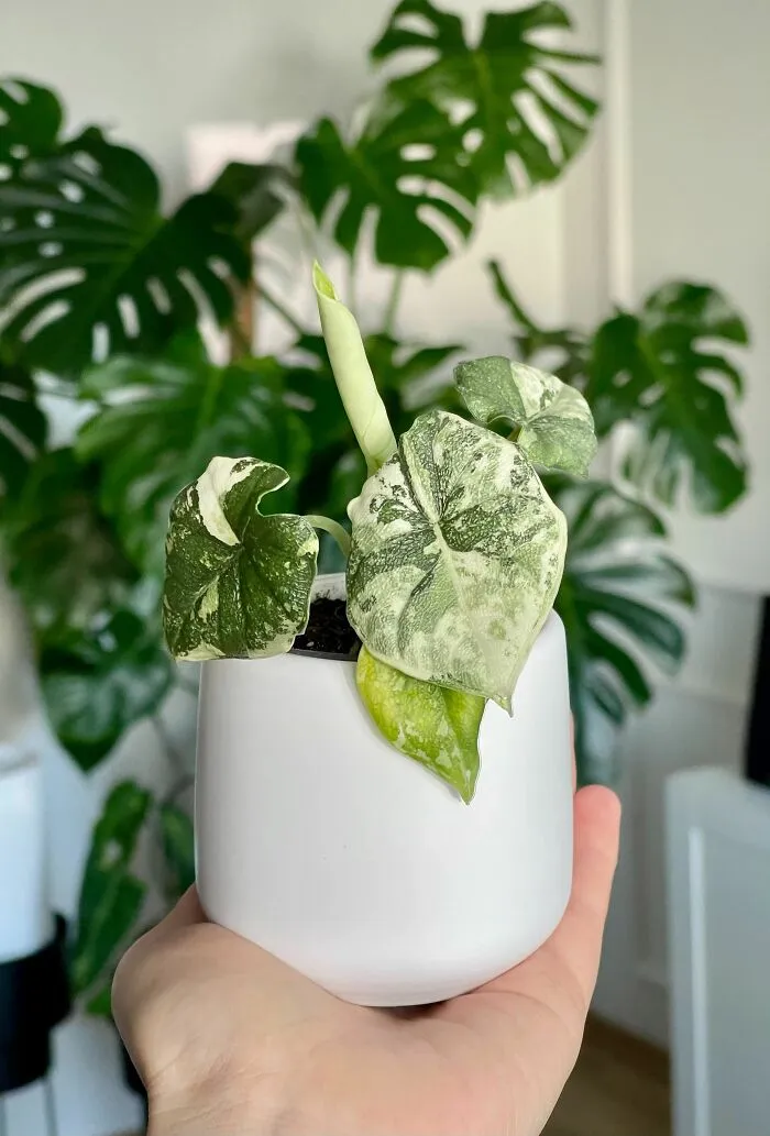 I Collect Rare Plants - Meet My Latest Baby!