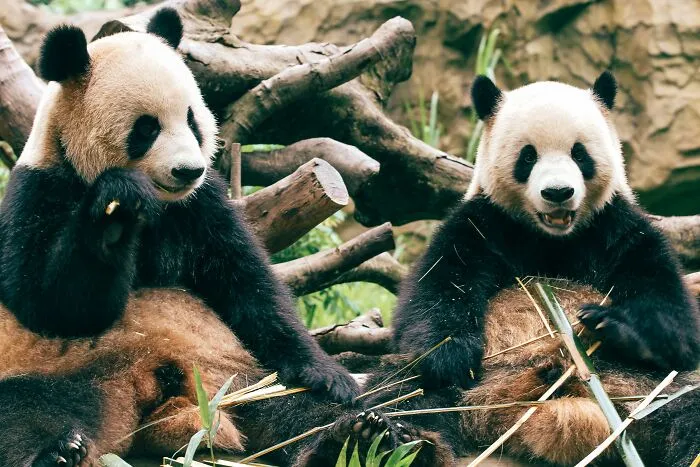 How would you call them?