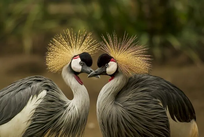 How would you call them?