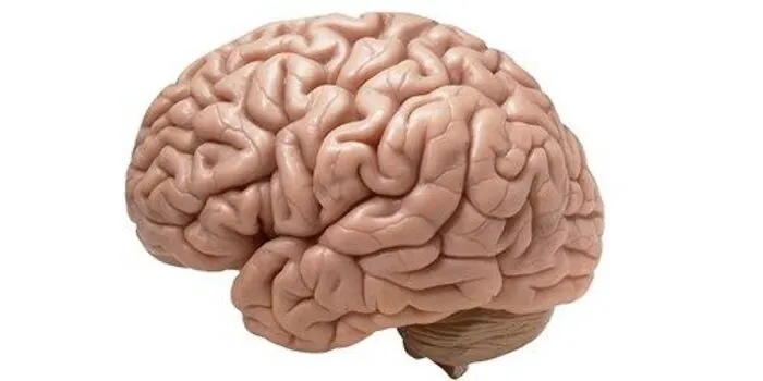 My Brain.  It's Wee And Underpowered, But It's All I Got