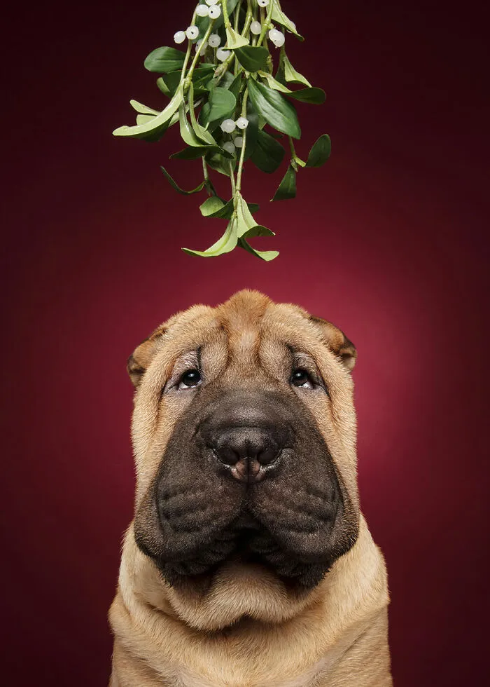 50 Of The Funniest Animal Photos Shared By Our Community