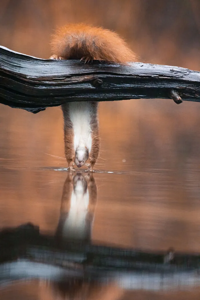50 Of The Funniest Animal Photos Shared By Our Community