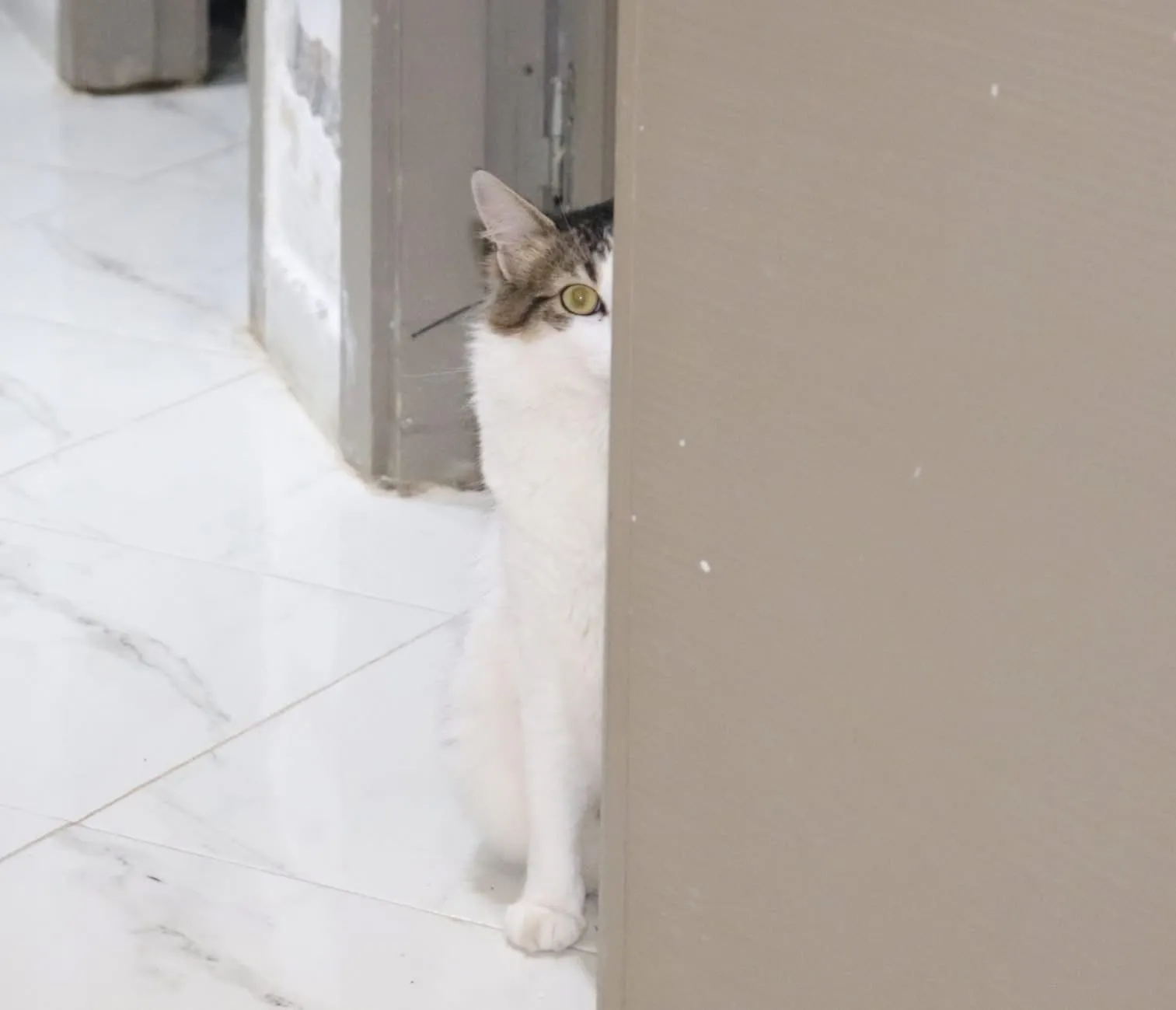 🕵️‍♂️ My Cat Nahda Was Secretly Watching Me Like A Furry Spy