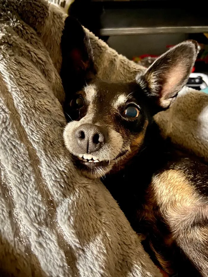 Cheese!