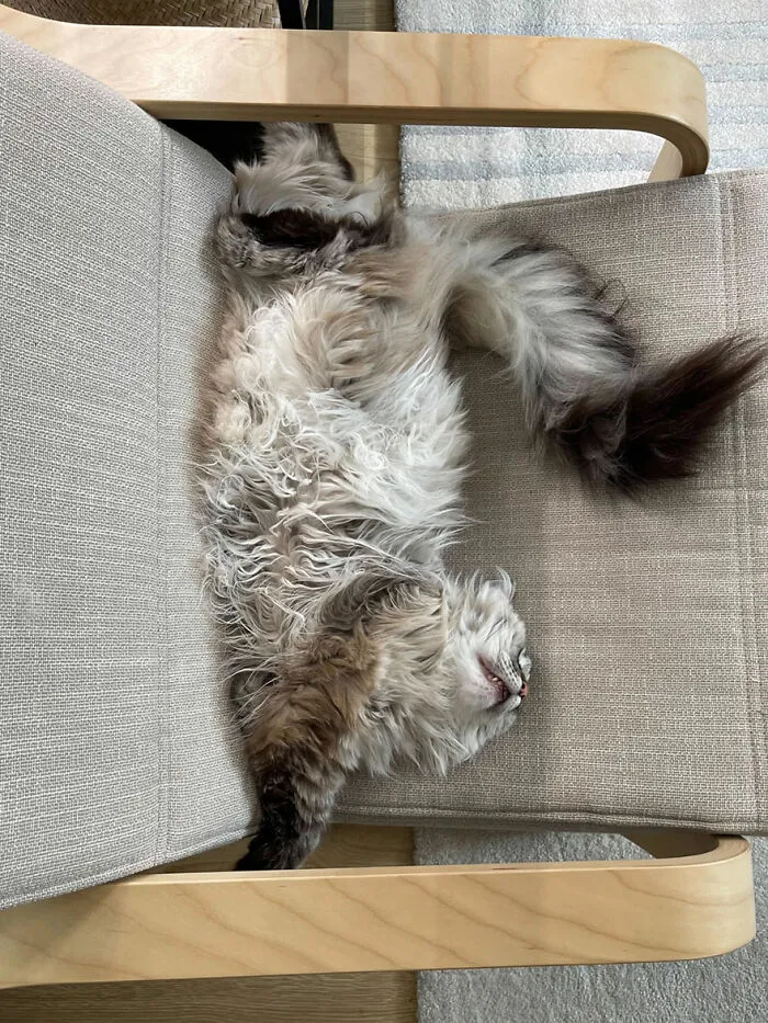 My Cat