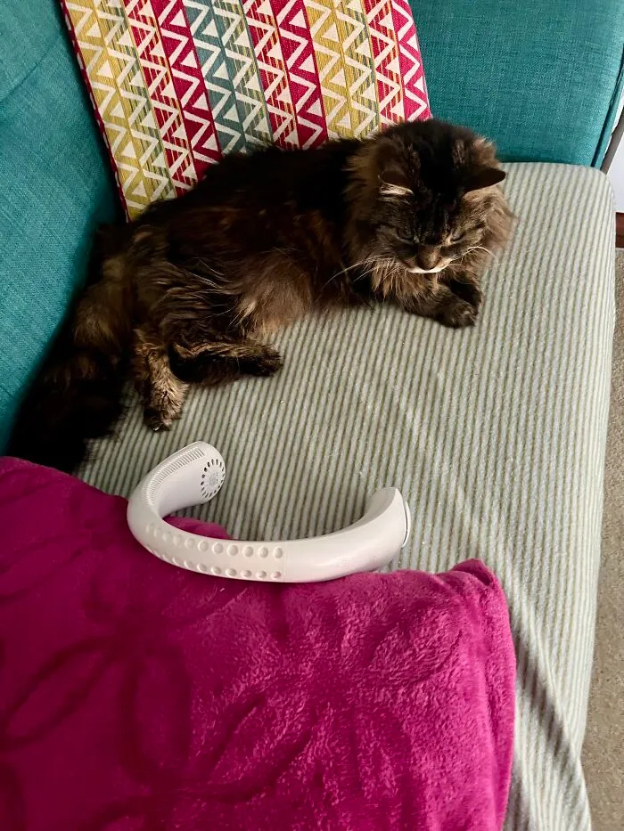 I Felt Bad For My Cat In The Hot Weather So I’ve Leant Her My Neck Fan! I Might Be Roasting But She’s Okay