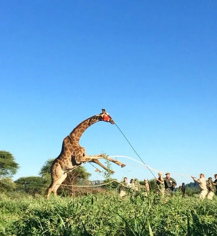 “Wrestle” A Giraffe (Kind Of)