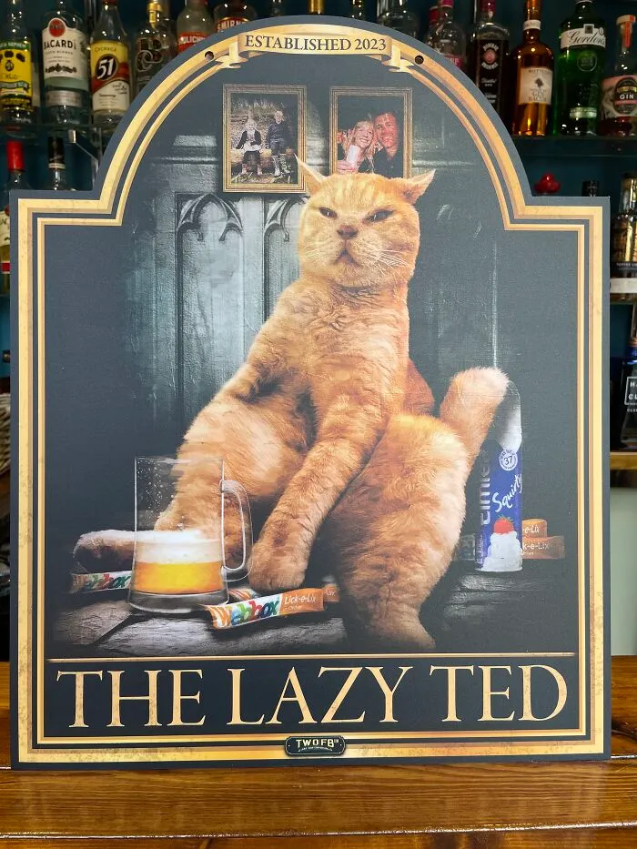 Ted With A Lot Of Catnip