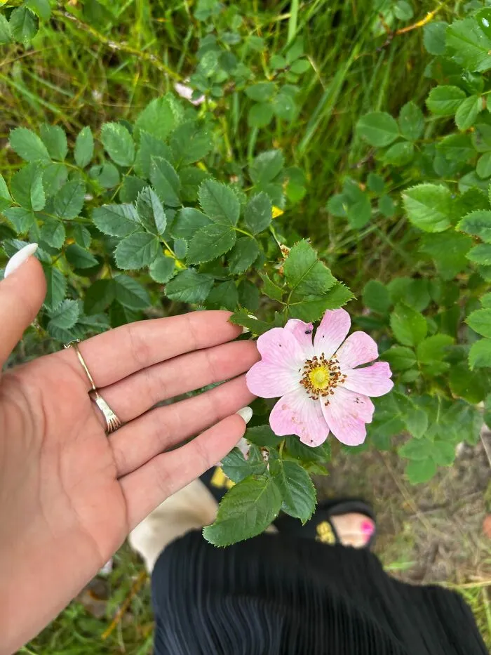 Hey Pandas, Share The Last Plant Photo From Your Camera Roll
