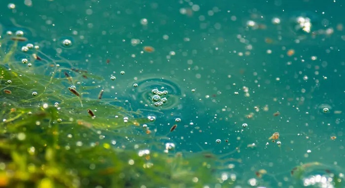 I Photograph Nature In Macro, Here's 17 Of The Best Photos